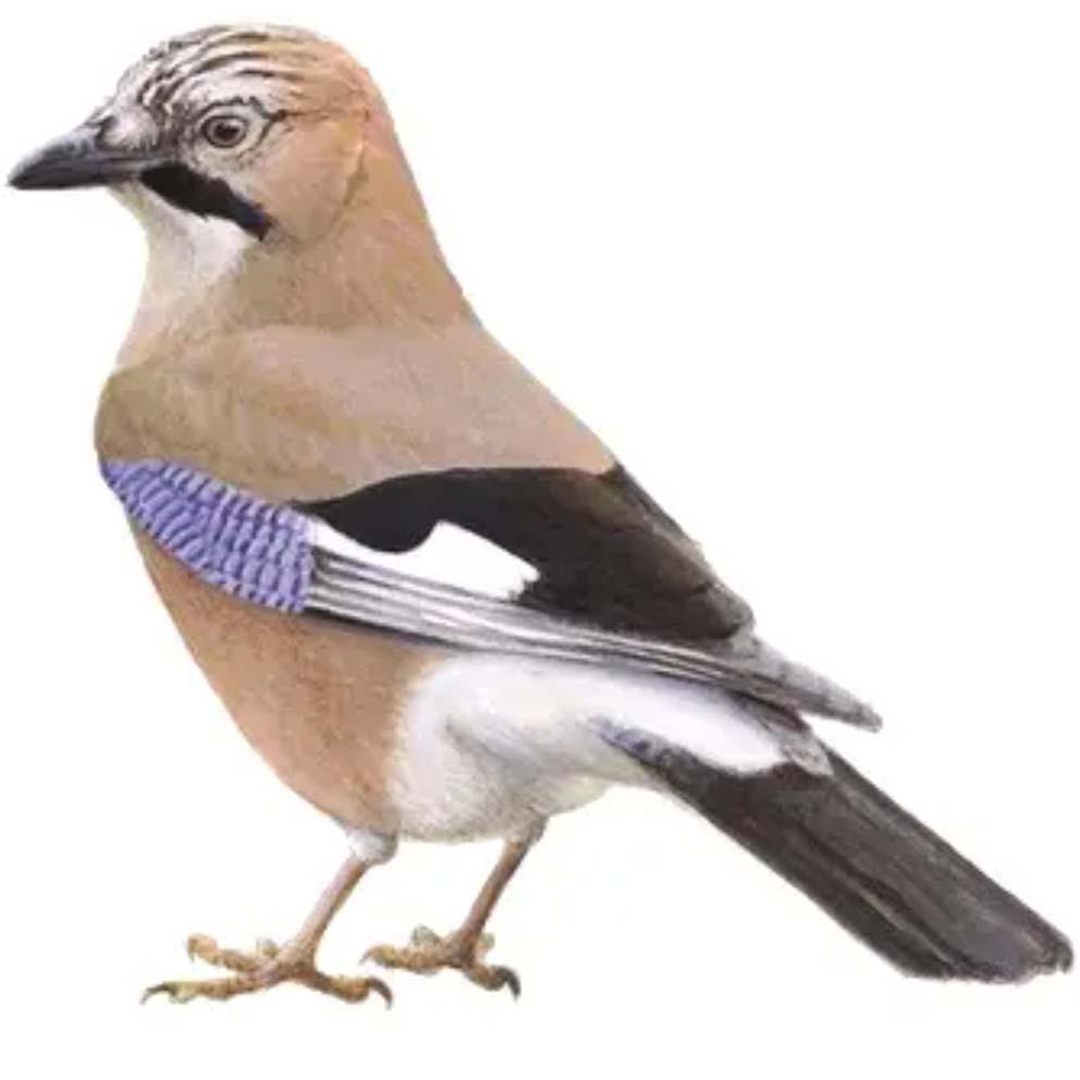 Art Bracelet, BLOCBIRDS Vlaamse Gaai