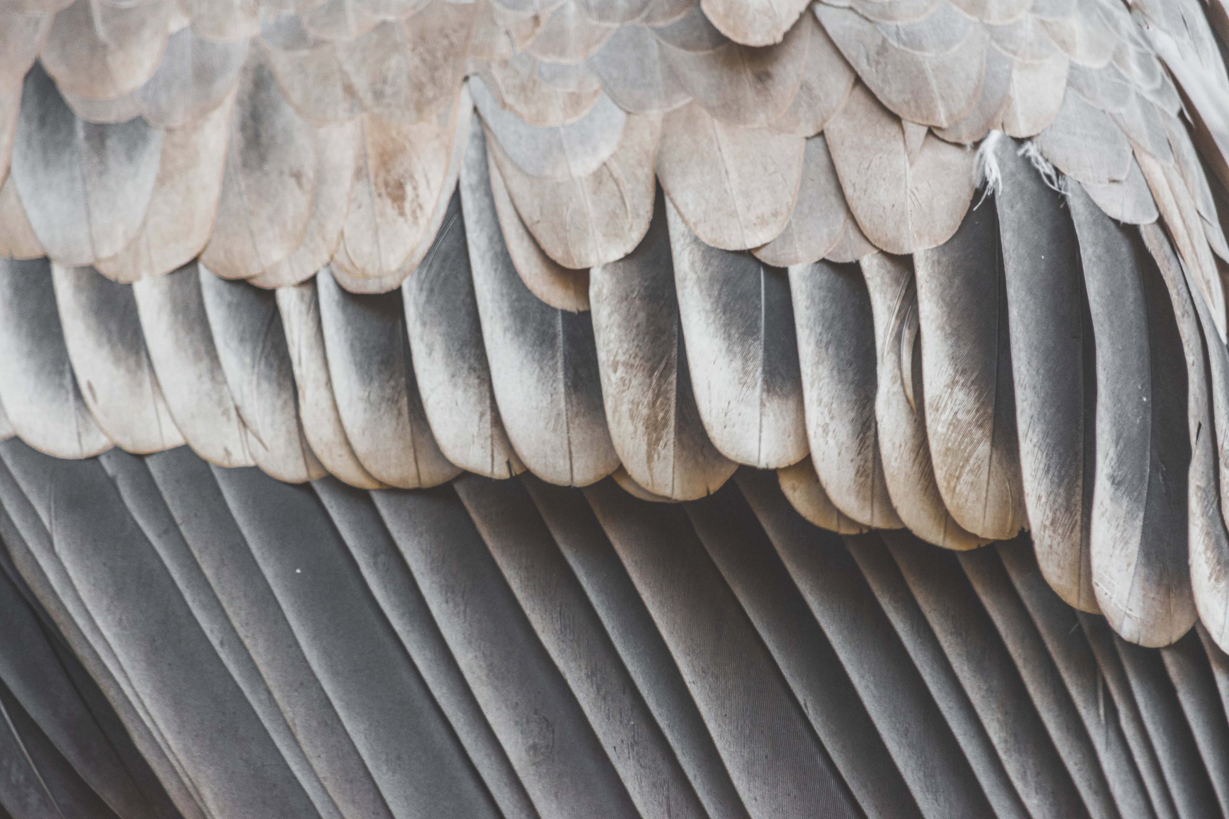 Wing structuur